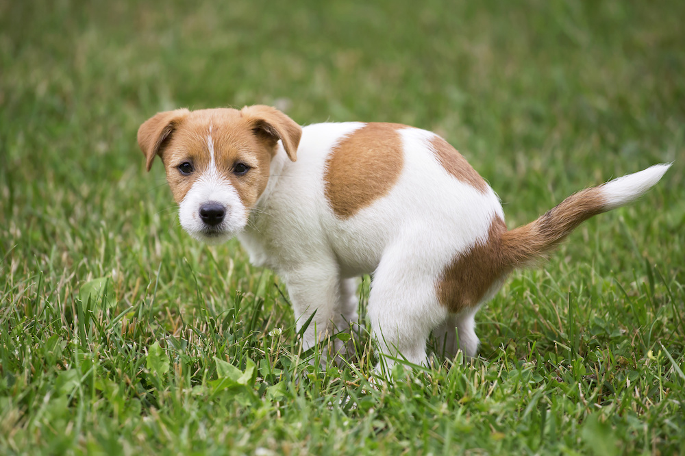 2-diy-outdoor-dog-potty-area-ideas-for-your-yard-diy-building-tools