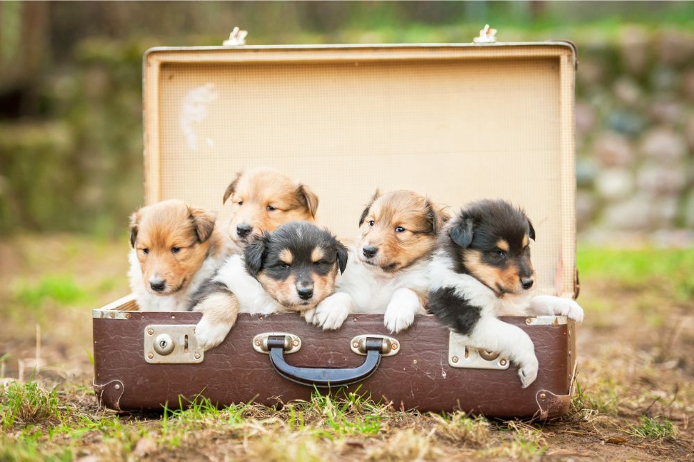 collie puppies sitting in the suitcase